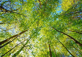 Establishment of a Society in Harmony with Nature